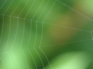 spiderweb-1372905-640x480