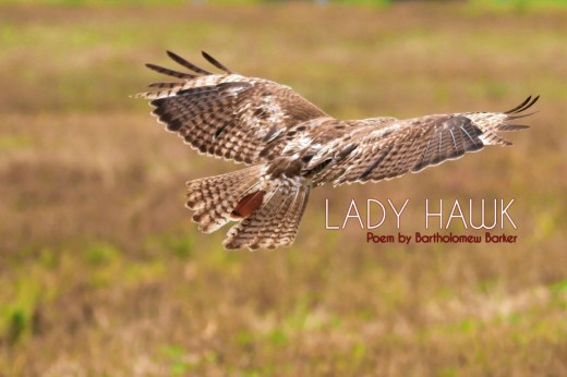 Lady-Hawk-Poem-by-Bartholomew-Barker